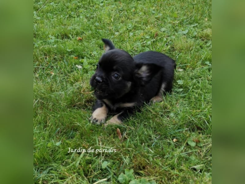 Französische Bulldoggen Welpen aus langjähriger deutscher Zuchtstätte neues VIDEO