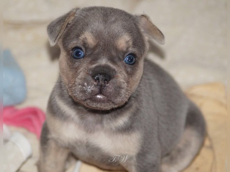 Retro Französische Bulldoggen Welpen aus deutscher Zucht mit Rute und Nase "Camaro"