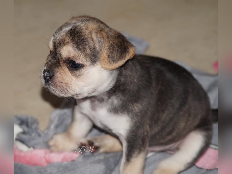 Retro Französische Bulldoggen Welpen aus deutscher Zucht mit Rute und Nase "Camaro"