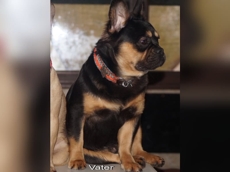 Französische Bulldoggen Welpen aus deutscher Zucht mit Rute und Nase