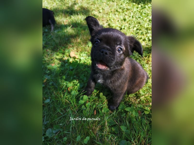 Französische Bulldoggen Welpen aus langjähriger deutscher Zuchtstätte neues VIDEO