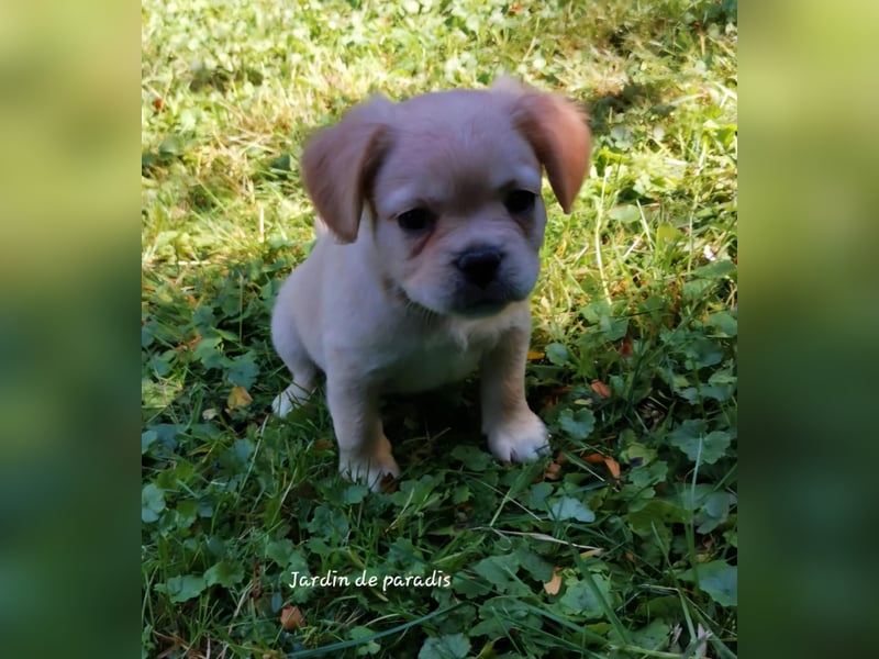 Französische Bulldoggen Welpen aus langjähriger deutscher Zuchtstätte neues VIDEO