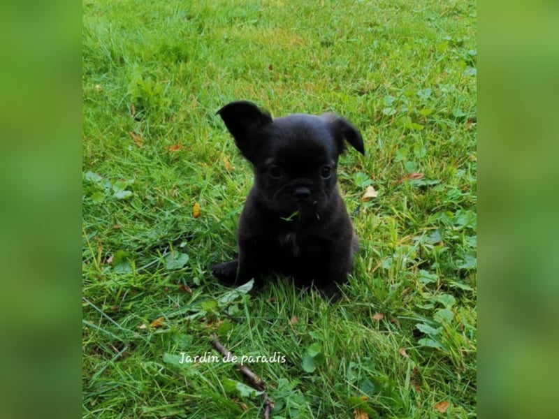Französische Bulldoggen Welpen aus langjähriger deutscher Zuchtstätte neues VIDEO
