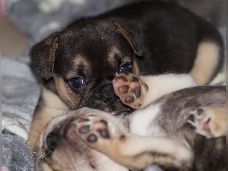 Retro Französische Bulldoggen Welpen aus deutscher Zucht mit Rute und Nase "Camaro"
