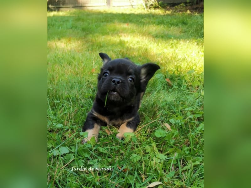 Französische Bulldoggen Welpen aus langjähriger deutscher Zuchtstätte neues VIDEO