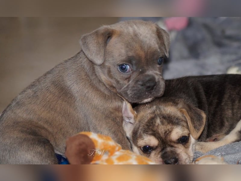 Retro Französische Bulldoggen Welpen aus deutscher Zucht mit Rute und Nase "Camaro"