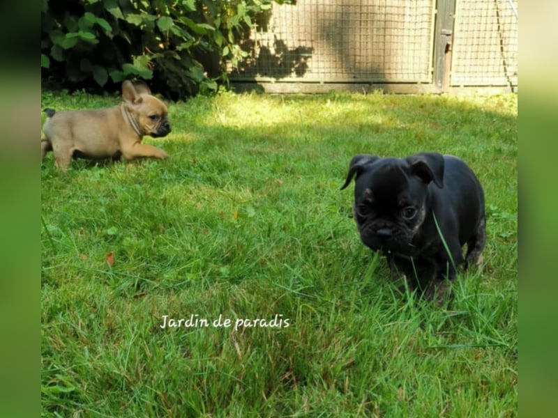 Französische Bulldoggen Welpen aus langjähriger deutscher Zuchtstätte neues VIDEO
