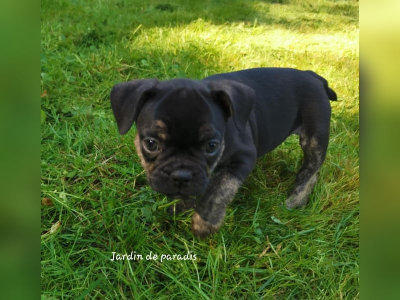 Französische Bulldoggen Welpen aus langjähriger deutscher Zuchtstätte neues VIDEO