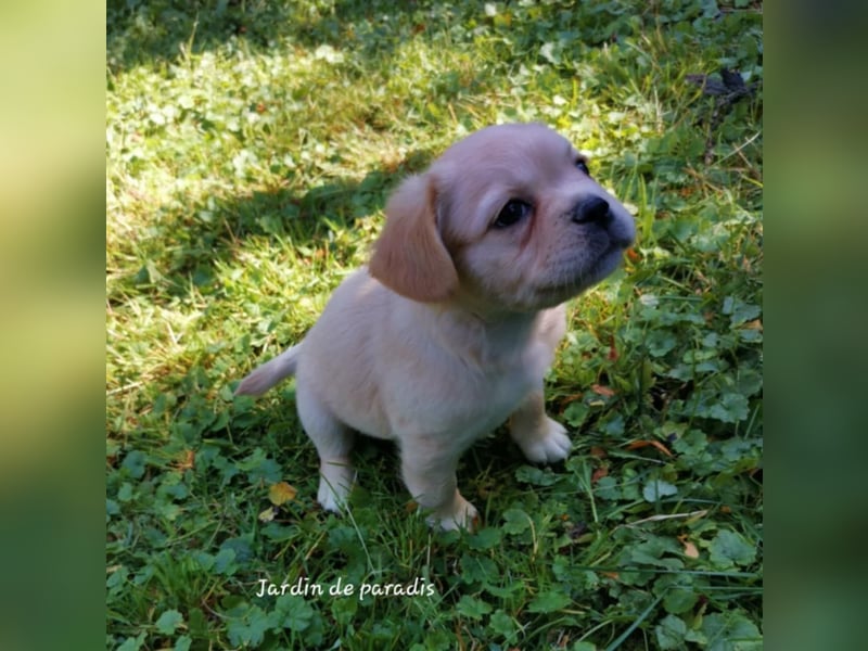 Französische Bulldoggen Welpen aus langjähriger deutscher Zuchtstätte neues VIDEO
