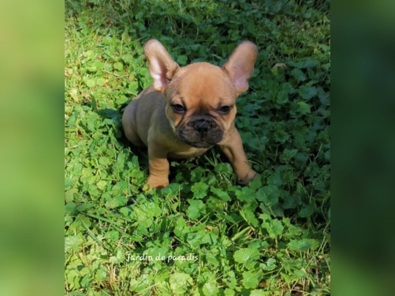Französische Bulldoggen Welpen aus langjähriger deutscher Zuchtstätte neues VIDEO