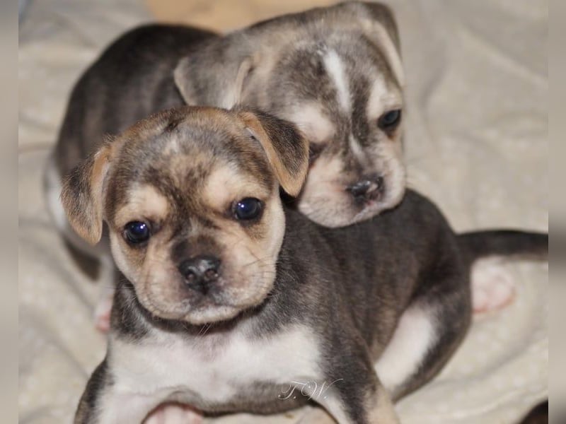 Retro Französische Bulldoggen Welpen aus deutscher Zucht mit Rute und Nase "Camaro"