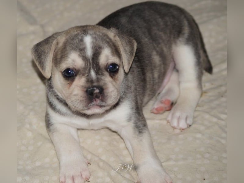 Retro Französische Bulldoggen Welpen aus deutscher Zucht mit Rute und Nase "Camaro"