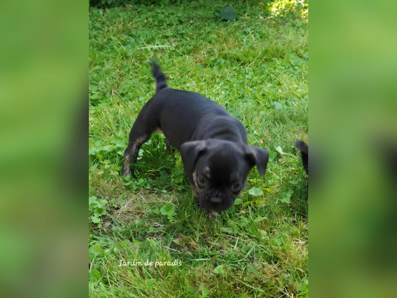 Französische Bulldoggen Welpen aus langjähriger deutscher Zuchtstätte neues VIDEO