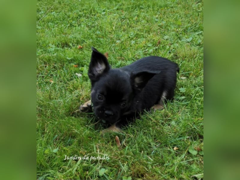 Französische Bulldoggen Welpen aus langjähriger deutscher Zuchtstätte neues VIDEO