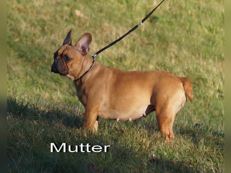 Französische Bulldoggen Welpen aus deutscher Zucht mit Rute und Nase