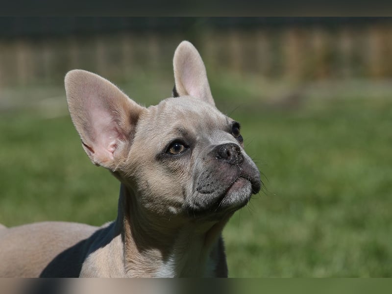 Französische Bulldogen mit Nase und kl. Rute