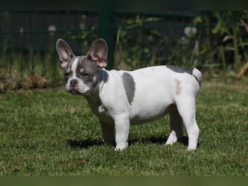 Französische Bulldogen mit Nase und kl. Rute