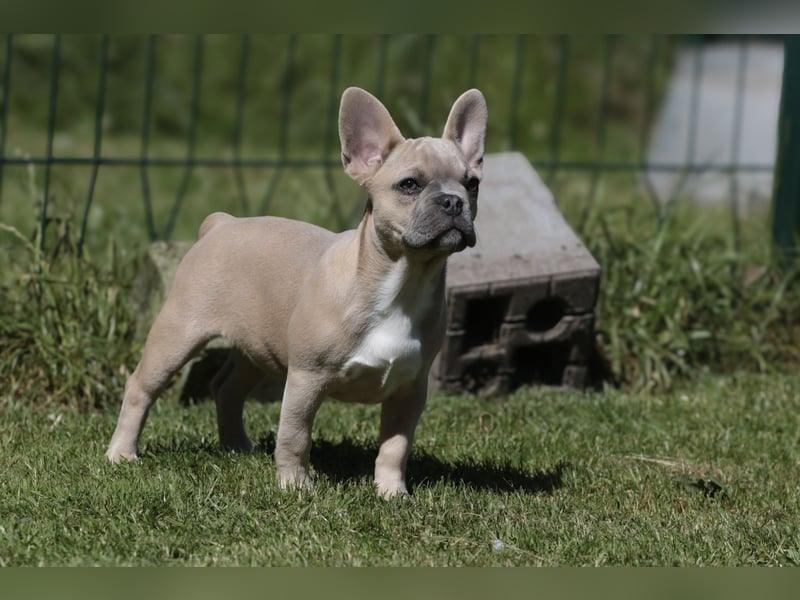 Französische Bulldogen mit Nase und kl. Rute