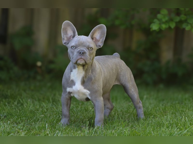 Französische Bulldogen mit Nase und kl. Rute