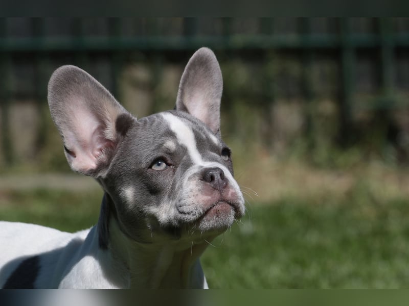 Französische Bulldogen mit Nase und kl. Rute