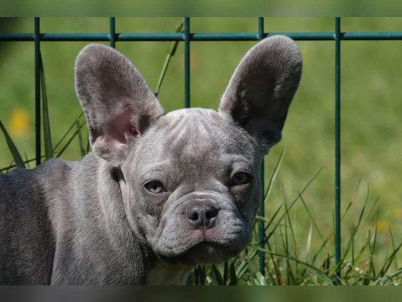 Französische Bulldogen mit Nase und kl. Rute