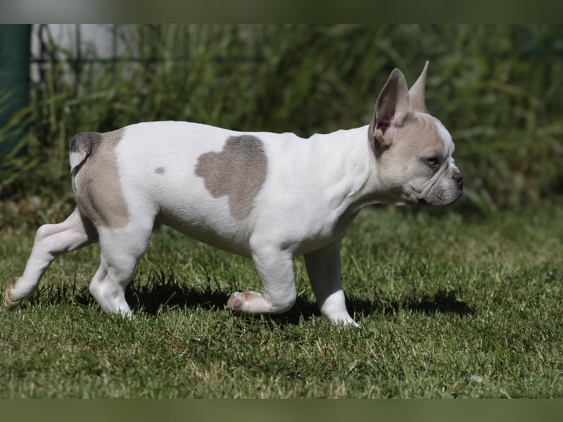 Französische Bulldogen mit Nase und kl. Rute