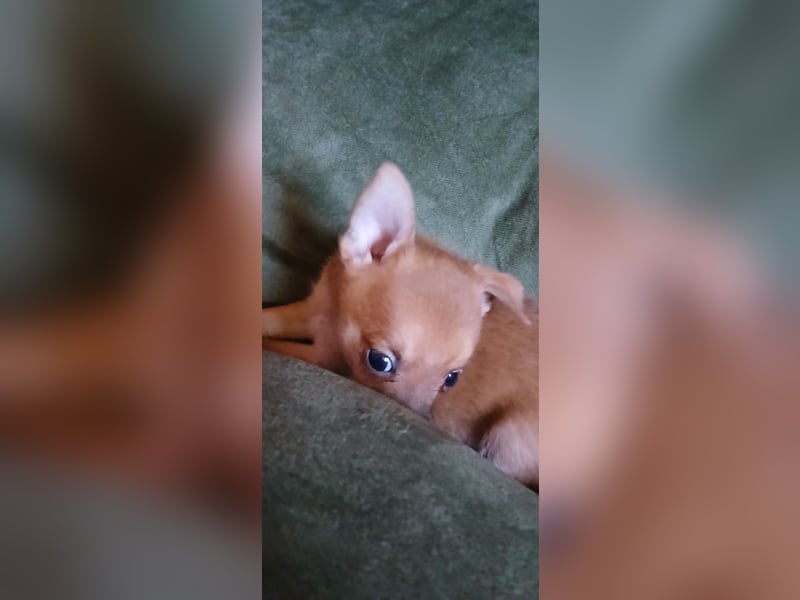 Französische Bulldoggen  Mischlings Welpe