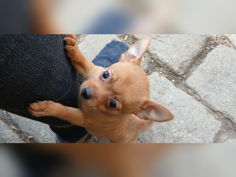 Französische Bulldoggen  Mischlings Welpe