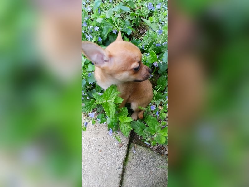 Französische Bulldoggen  Mischlings Welpe