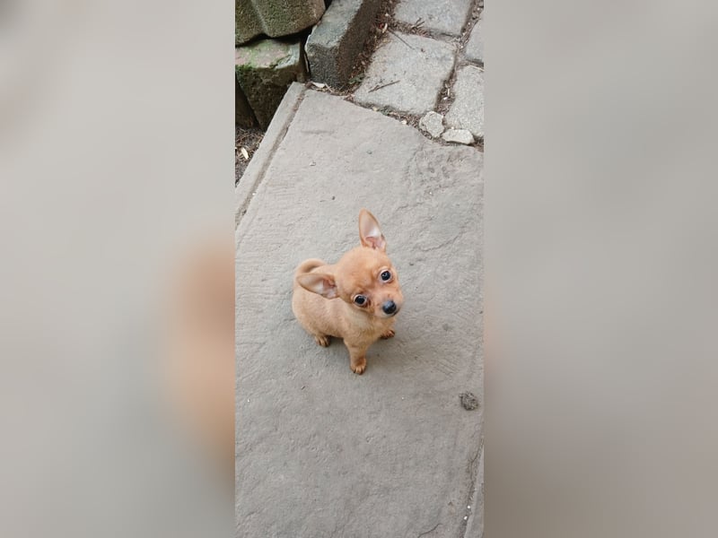 Französische Bulldoggen  Mischlings Welpe