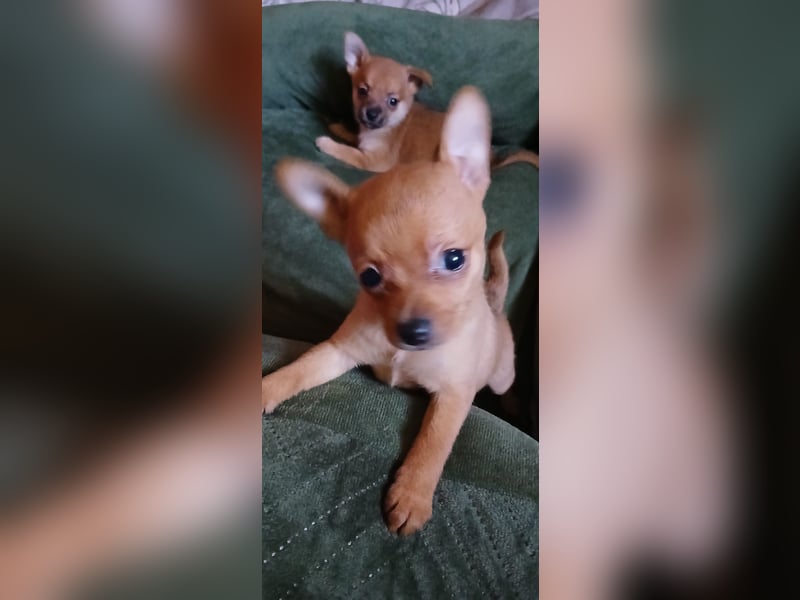 Französische Bulldoggen  Mischlings Welpe