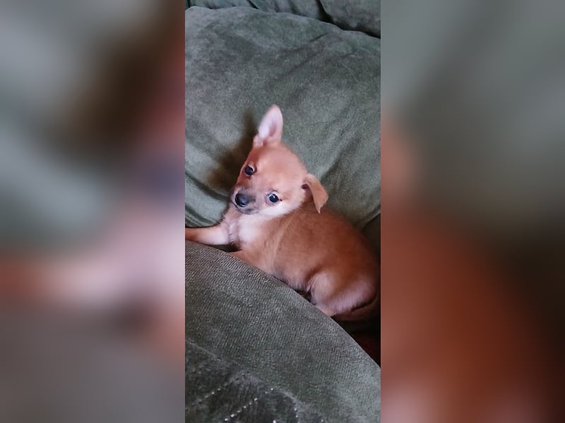 Französische Bulldoggen  Mischlings Welpe