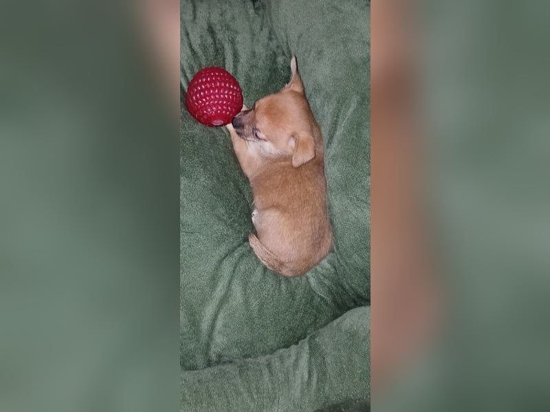Französische Bulldoggen  Mischlings Welpe