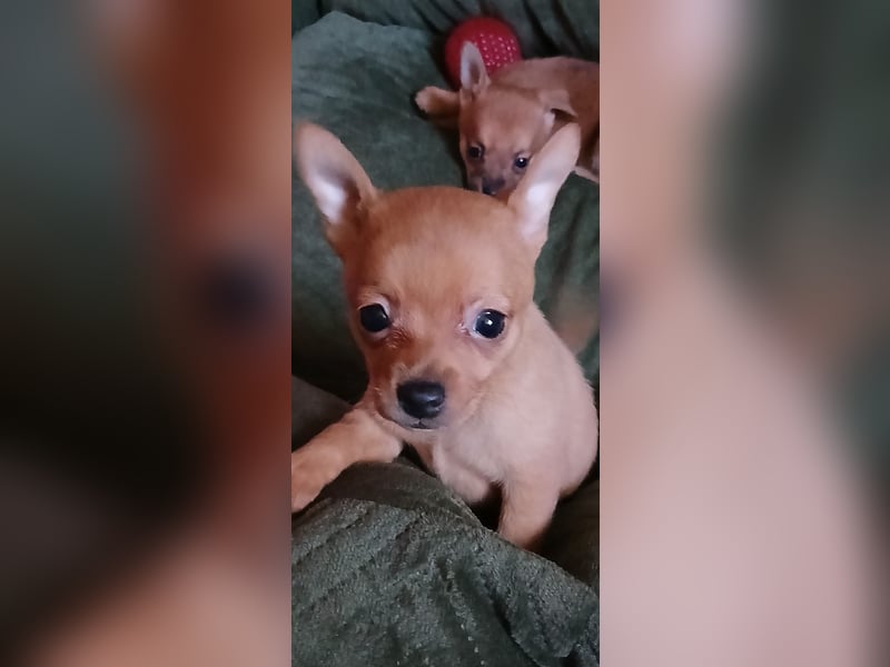 Französische Bulldoggen  Mischlings Welpe