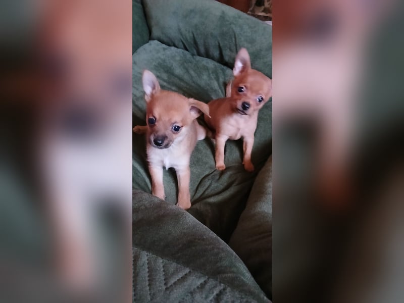 Französische Bulldoggen  Mischlings Welpe
