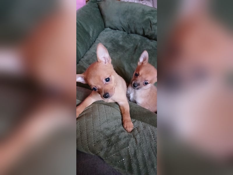 Französische Bulldoggen  Mischlings Welpe