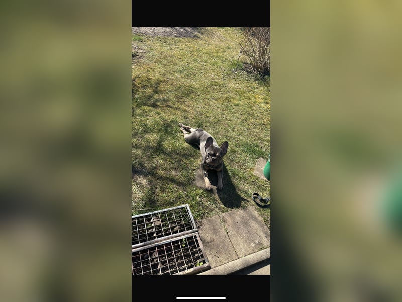 Französische Bulldoggen Babys