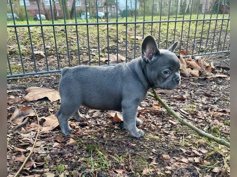 Französische Bulldoggen Welpen mit Ahnentafel