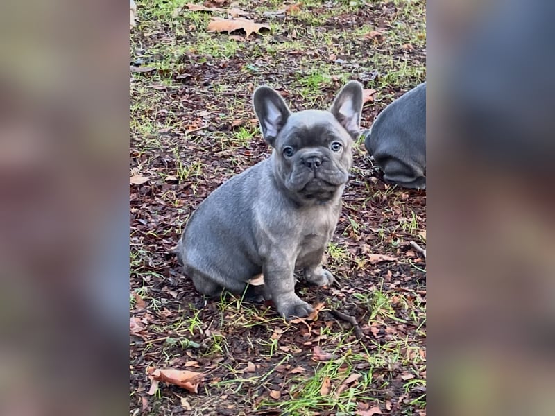 Französische Bulldoggen Welpen mit Ahnentafel
