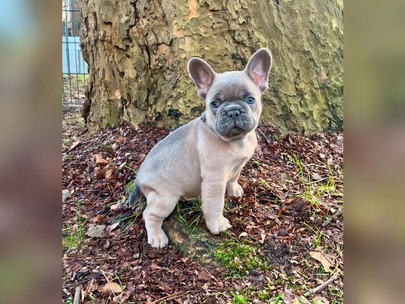 Französische Bulldoggen Welpen