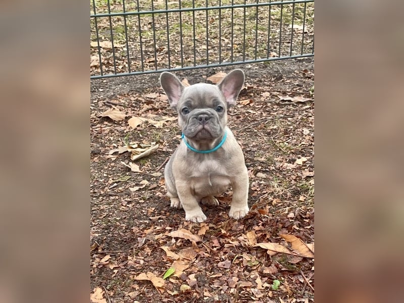 Französische Bulldoggen Welpen mit Ahnentafel