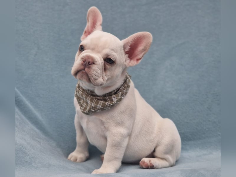 Französische Bulldogge TOP Qualität Platinum Lilac/Tan