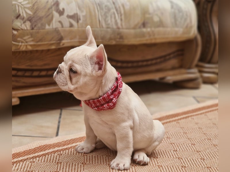Französische Bulldogge TOP Qualität Platinum Lilac/Tan