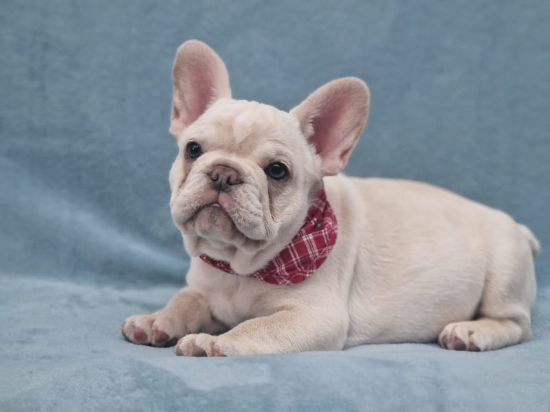 Französische Bulldogge TOP Qualität Platinum Lilac/Tan