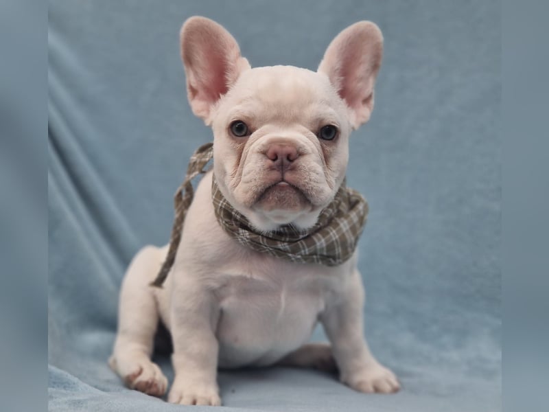 Französische Bulldogge TOP Qualität Platinum Lilac/Tan