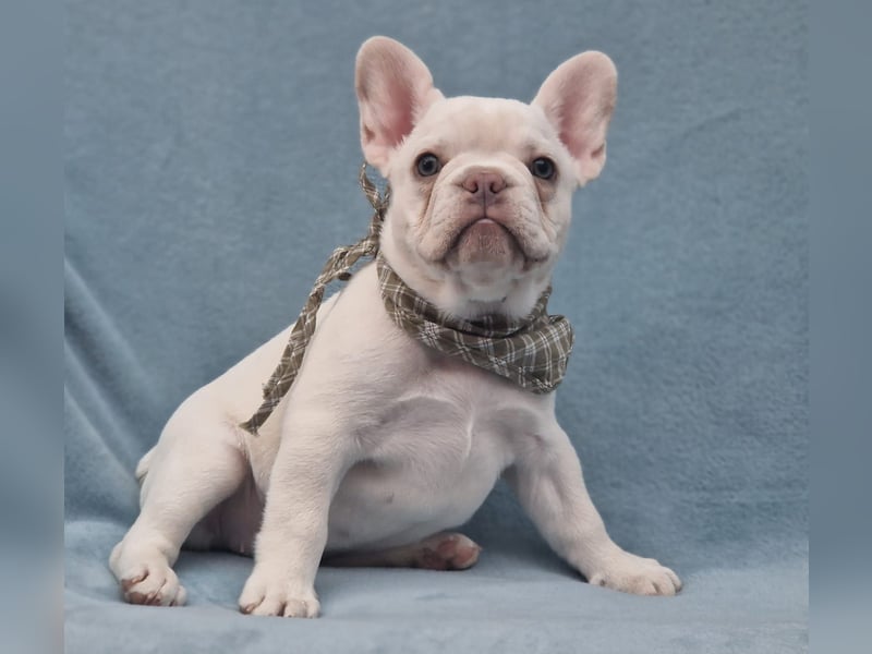Französische Bulldogge TOP Qualität Platinum Lilac/Tan