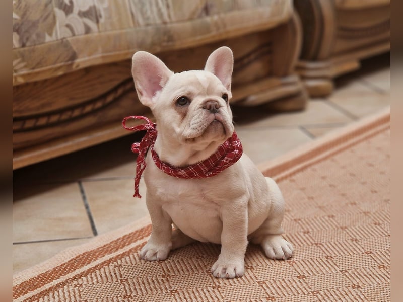 Französische Bulldogge TOP Qualität Platinum Lilac/Tan