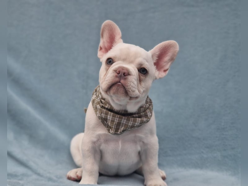Französische Bulldogge TOP Qualität Platinum Lilac/Tan