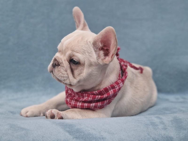 Französische Bulldogge TOP Qualität Platinum Lilac/Tan