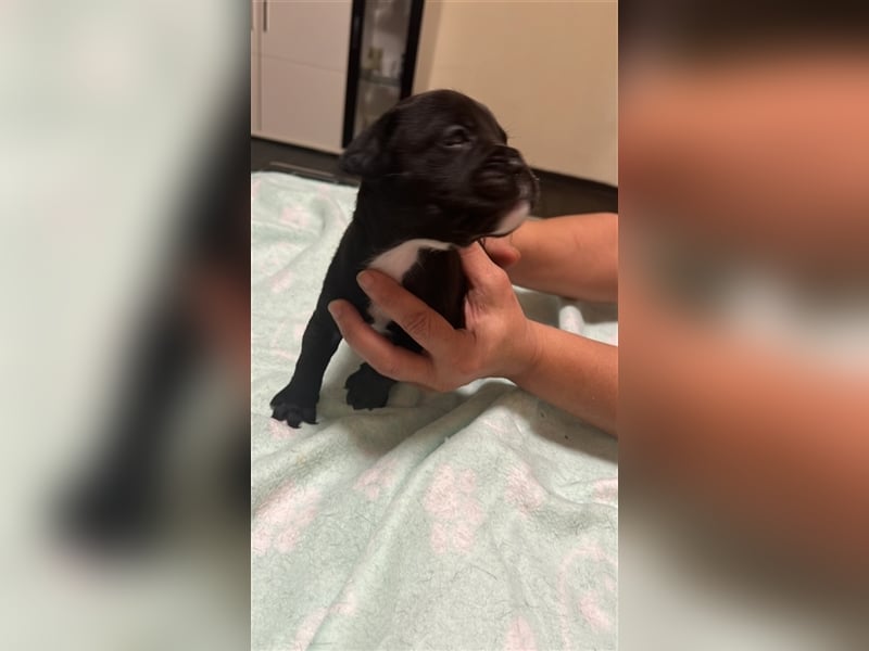 Französische Bulldogge Boxer Welpen